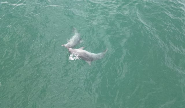 Karadeniz'de dolaşan yunuslar dronla görüntülendi