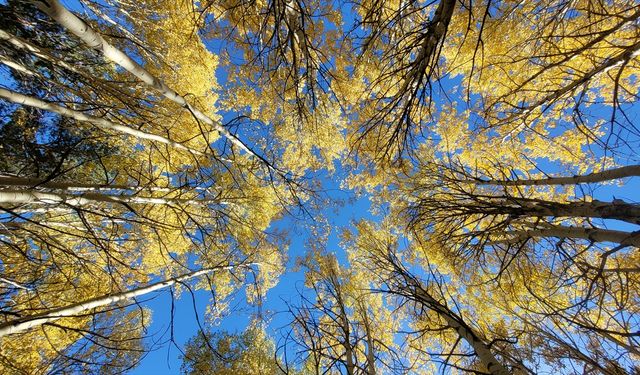 Kars'ın doğası sonbahar renkleriyle süslenmeye başladı