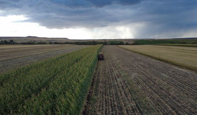 Kars'ta üreticiler yüksek verim elde ettiği silajlık mısırı hasat ediyor