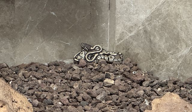 Konya'da asayiş kontrolünde bir kişinin cebinden çıkan piton koruma altına alındı