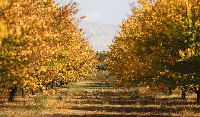 Malatya'daki kayısı bahçelerinde sonbahar renkleri hakim oldu