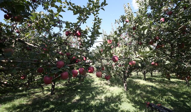 Muş'ta elma hasadından 100 milyon lira gelir beklentisi