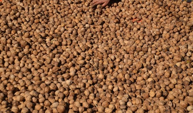 Muş'ta hasadına başlanan cevizde bin ton rekolte bekleniyor