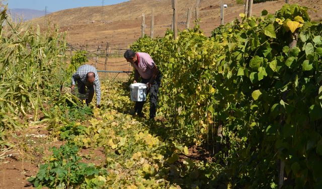 Muş'ta Şenyayla bölgesine dönüş yapanlar sebze ve meyve yetiştiriciliği yapıyor