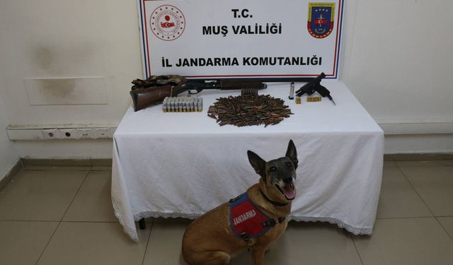 Muş'ta tezek birikintisinin altına gömülmüş silah ve mühimmat ele geçirildi