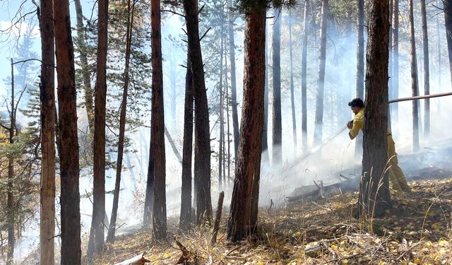 Sarıkamış'ta çıkan orman yangınında yaklaşık 1,5 hektar alan zarar gördü