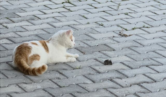 Amasya'da kedi ile farenin oyunu ilgi çekti