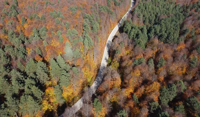 Bilecik ormanlarında sonbahar renkleri hakim oldu