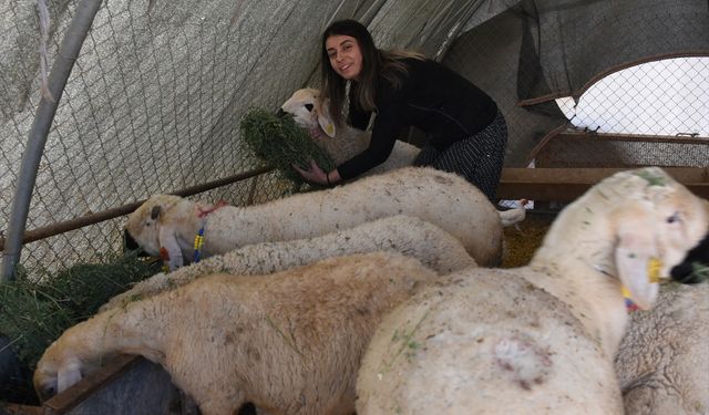 Devlet desteğiyle besiciliğe başlayan kadın 250 hayvana ulaştı
