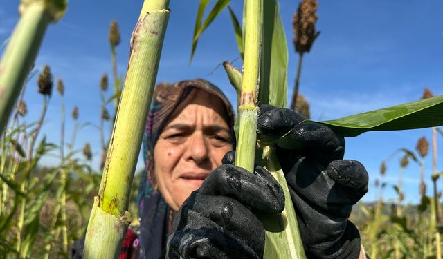 Devlet desteğiyle şeker kamışı eken kadın girişimci yılda 1 ton pekmez üretiyor