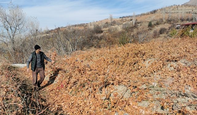 Erzincan'da bozayıların bağlardaki kışlık Cimin üzümlerini yemesi güvenlik kamerasında