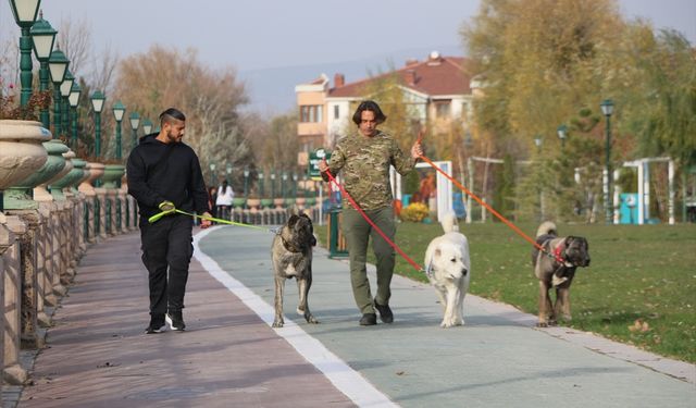 Eskişehir'de öğretim üyesi açtığı çiftlikte çoban köpeklerini yetiştiriyor