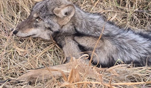 Iğdır'da bitkin halde bulunan kurt koruma altına alındı