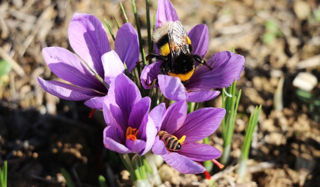 Karabük'te 'Safran İmecesi' etkinliği düzenlendi