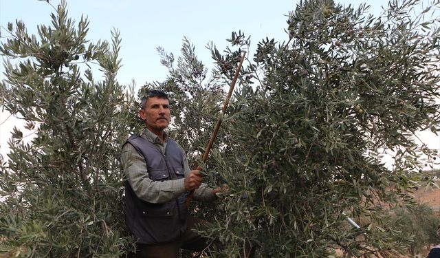 Kilis'te zeytin hasadı başladı