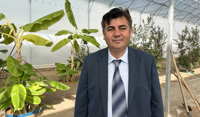 Kumluca'da tropikal meyve serasında kahve fidanı için deneme ekimi yapıldı