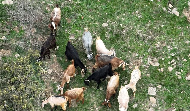 Osmaniye'de çobanın kaybolan 15 keçisi dron yardımıyla bulundu