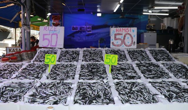 Rize'de hamsinin kilogramı 50 liradan satılıyor