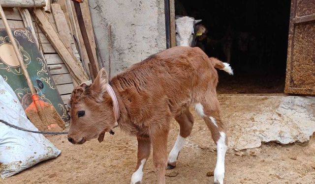 Süt alerjisine ilişkin bilimsel çalışmayla BLG üreten genleri susturulmuş buzağılar doğdu