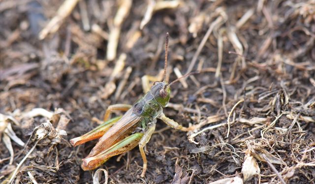 Türkiye'de yeni keşifle çekirge cinsi sayısı 153'e yükseldi