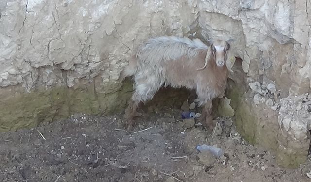 Uşak'ta kuyuya düşen keçiyi itfaiye kurtardı