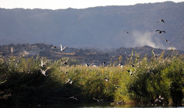 Aras Kuş Cenneti'nde 2025'te 11 bin 298 kuş halkalandı