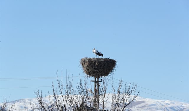 Binkoç köyünün göç etmeyen leylekleri bu kışı da yuvalarında geçirecek