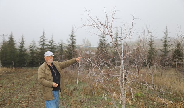 Emekli öğretmen, hünnap üretimini yaygınlaştırmaya çalışıyor