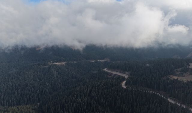 Ilgaz'da çam ağaçlarıyla bütünleşen sis dron ile görüntülendi