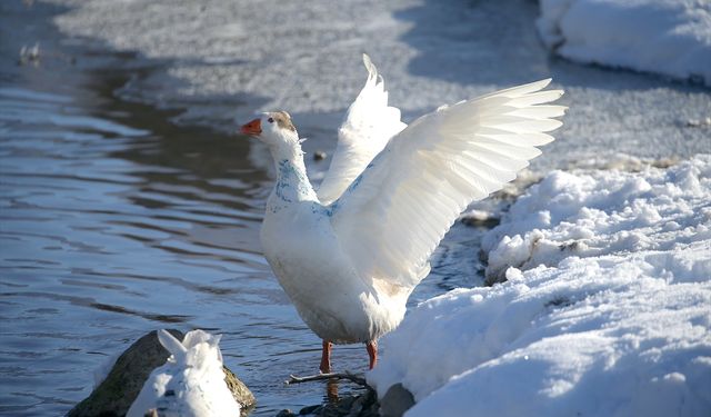 Kars'ta kar yağışı sonrası soğuk hava etkili oluyor