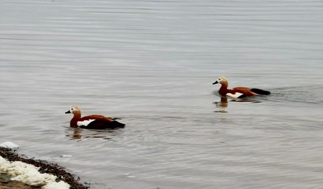Kırşehir'de angut avlayan kişiye 16 bin 336 lira ceza kesildi