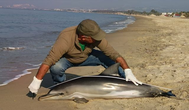 Kuşadası'nda ölü yunus sahile vurdu