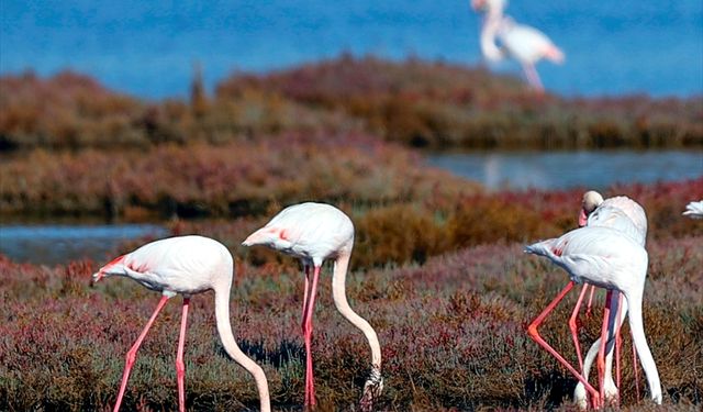 Milas'taki Tuzla Sulak Alanı'nda göçmen kuş yoğunluğu yaşanıyor