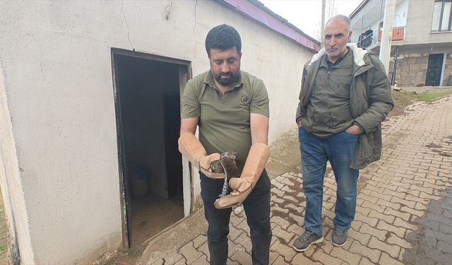 Muş'ta yaralı bulunan atmaca koruma altına alındı