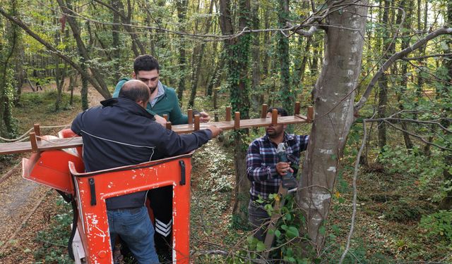 Ormanda sincaplar için köprü yaptılar