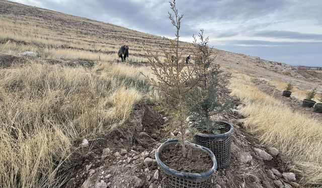 Türkiye'nin en kirli havasına sahip Iğdır'da bol oksijen için ağaçlandırma hamlesi
