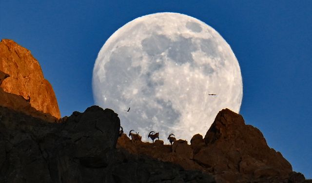 Van'da dağın zirvesindeki yaban keçileri dolunayla birlikte görüntülendi
