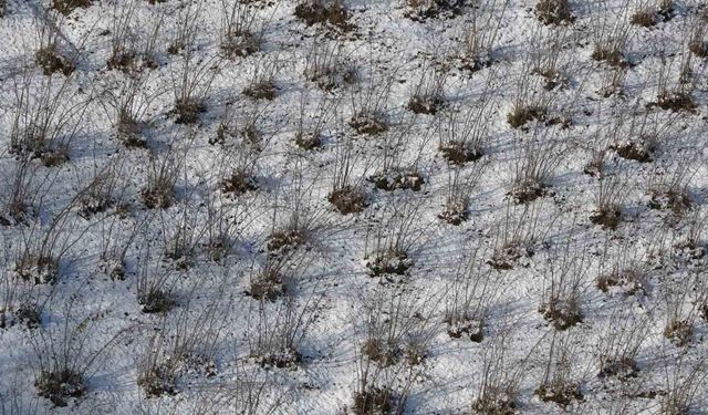 Karadeniz'deki kar yağışı, fındık ve diğer tarım ürünlerine yaradı