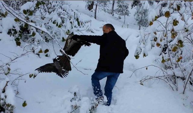 Kargayı atmacanın pençelerinden yoldan geçen vatandaşlar kurtardı