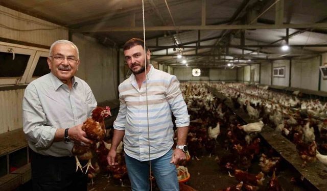 Ordu'da yumurta üretimi, verilen destekler ile zarardan kara dönüştü: İlin ekonomisine yıllık 500 milyon lira gelir