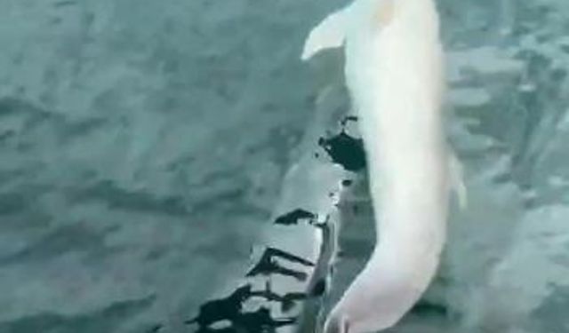 Tekirdağ açıklarında tekneye yunus eşliği