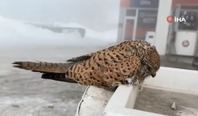 Yüksekova’da Kışın Sessiz Kurbanı: Yakıt Pompası Üzerinde Donan Kuş