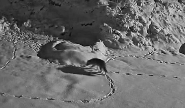 Aç kalan kurt mezraya indi