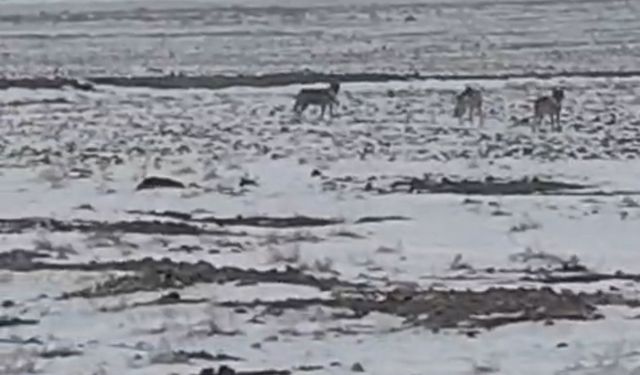 Aç kalan kurt sürüsü Iğdır ovasına indi