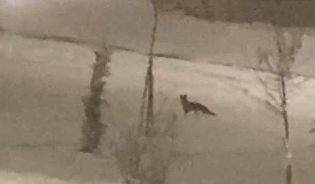 Aç kalan tilki şehir merkezine indi