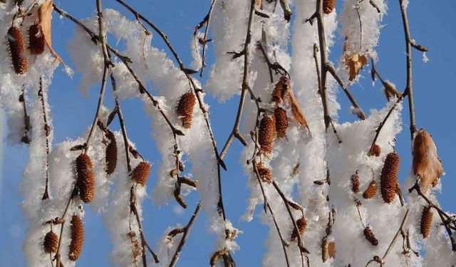 Ardahan'da Sibirya soğukları devam ediyor