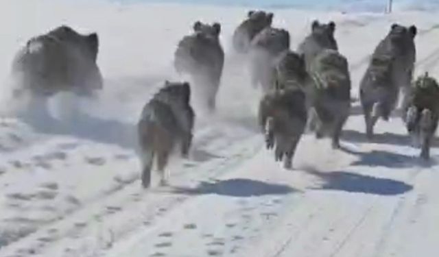 Başkale'de domuz sürüsü görüntülendi