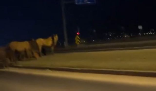 Bolu'da yılkı atları D-100'e indi: Orta refüjde otladılar