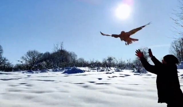 Düzce'de 211 yaban hayvanı doğaya salındı