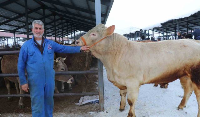 Eksi 15'de hayvan pazarı kuruldu